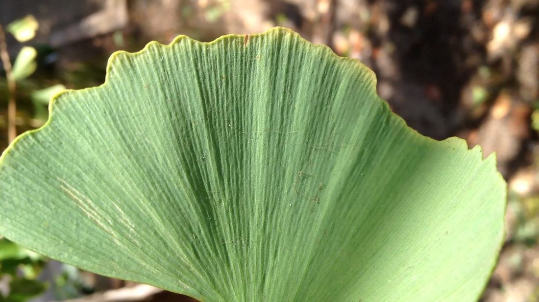 Ginkgo biloba leaf