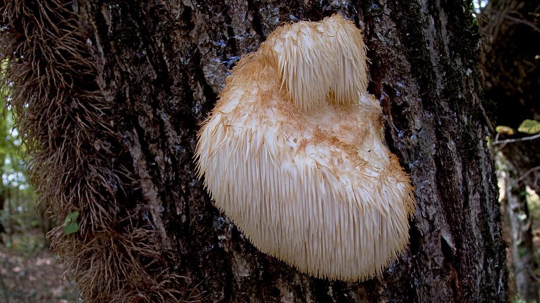 Lion's mane mushroom